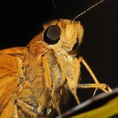 Ocybadistes walkeri at Wellington Point, QLD - 3 Apr 2023