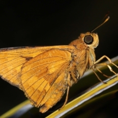 Ocybadistes walkeri at Wellington Point, QLD - 3 Apr 2023