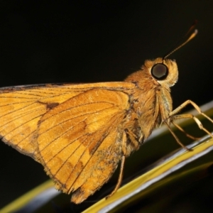 Ocybadistes walkeri at Wellington Point, QLD - 3 Apr 2023