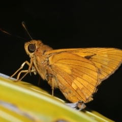 Ocybadistes walkeri at Wellington Point, QLD - 3 Apr 2023