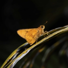 Ocybadistes walkeri at Wellington Point, QLD - 3 Apr 2023