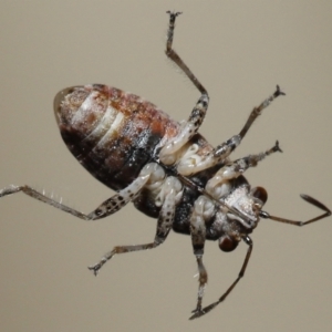 Unidentified Other true bug at suppressed by TimL
