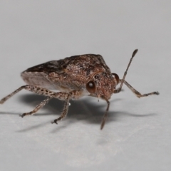 Nysius vinitor at Wellington Point, QLD - suppressed