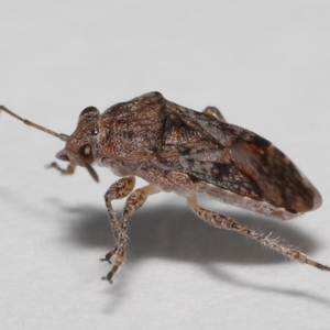 Nysius vinitor at Wellington Point, QLD - suppressed