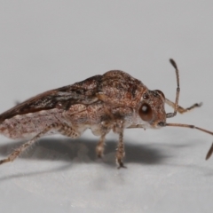 Nysius vinitor at Wellington Point, QLD - suppressed