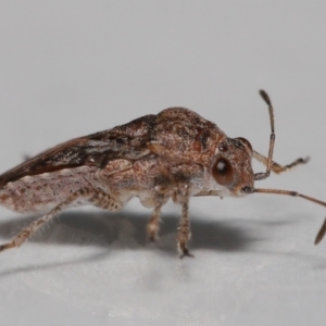 Nysius vinitor at Wellington Point, QLD - suppressed