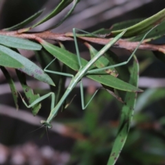 Unidentified Praying mantis (Mantodea) at Wellington Point, QLD - 7 Jun 2023 by TimL