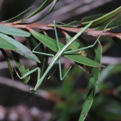 Unidentified Praying mantis (Mantodea) at Wellington Point, QLD - 7 Jun 2023 by TimL