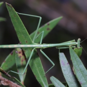 Mantidae (family) adult or nymph at Wellington Point, QLD - suppressed