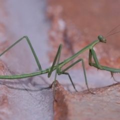 Mantidae (family) adult or nymph at Wellington Point, QLD - suppressed