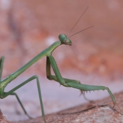 Mantidae (family) adult or nymph at Wellington Point, QLD - suppressed