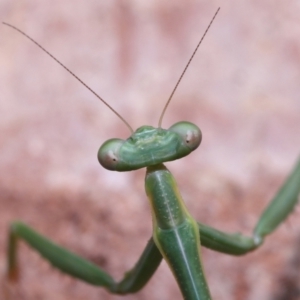 Mantidae (family) adult or nymph at Wellington Point, QLD - suppressed