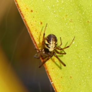 Phonognatha graeffei at Braemar, NSW - 18 May 2023