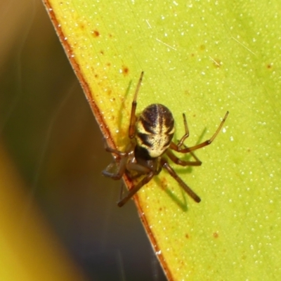 Phonognatha graeffei (Leaf Curling Spider) at Braemar, NSW - 18 May 2023 by Curiosity