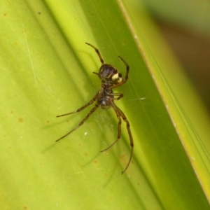 Phonognatha graeffei at Braemar, NSW - 18 May 2023