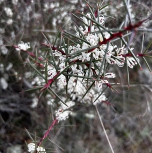 Hakea decurrens subsp. decurrens at Hackett, ACT - 9 Jun 2023