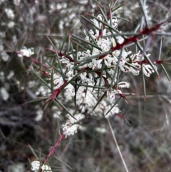 Hakea decurrens subsp. decurrens (Bushy Needlewood) at Hackett, ACT - 9 Jun 2023 by Collyology
