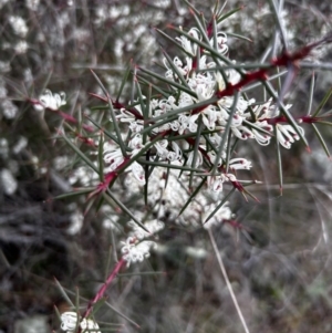 Hakea decurrens subsp. decurrens (Bushy Needlewood) at Hackett, ACT by Collyology