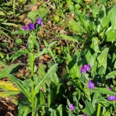 Echium plantagineum (Paterson's Curse) at Isaacs Ridge and Nearby - 9 Jun 2023 by Mike