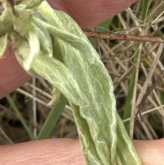 Chrysocephalum apiculatum (Common Everlasting) at Yarralumla, ACT - 9 Jun 2023 by lbradley