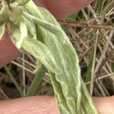 Chrysocephalum apiculatum (Common Everlasting) at Aranda Bushland - 9 Jun 2023 by lbradley