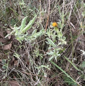 Chrysocephalum apiculatum at Yarralumla, ACT - 9 Jun 2023 02:24 PM