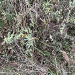 Chrysocephalum apiculatum at Yarralumla, ACT - 9 Jun 2023