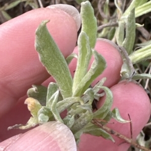 Chrysocephalum apiculatum at Yarralumla, ACT - 9 Jun 2023