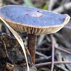 Unverified Cap on a stem; gills below cap [mushrooms or mushroom-like] at Molonglo Valley, ACT - 9 Jun 2023 by SteveBorkowskis