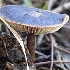 Unidentified Cap on a stem; gills below cap [mushrooms or mushroom-like] at Molonglo Valley, ACT - 9 Jun 2023 by Steve_Bok