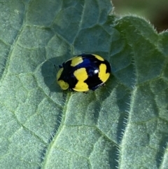 Illeis galbula (Fungus-eating Ladybird) at Canberra, ACT - 9 Jun 2023 by Steve_Bok