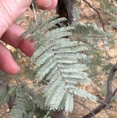 Acacia dealbata (Silver Wattle) at Yarralumla, ACT - 9 Jun 2023 by lbradley