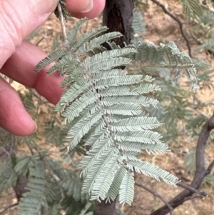 Acacia dealbata (Silver Wattle) at Molonglo Valley, ACT by lbradley