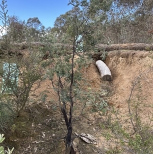Acacia dealbata at Molonglo Valley, ACT - 9 Jun 2023
