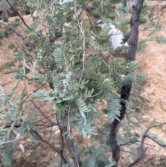 Acacia dealbata at Molonglo Valley, ACT - 9 Jun 2023