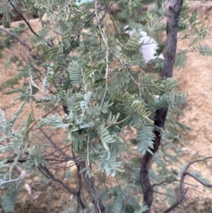 Acacia dealbata at Yarralumla, ACT - 9 Jun 2023 02:40 PM