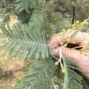 Acacia dealbata at Yarralumla, ACT - 9 Jun 2023 02:40 PM