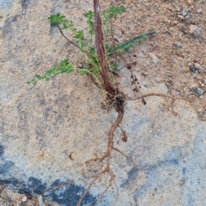 Hypericum perforatum at Jerrabomberra, ACT - 9 Jun 2023 02:41 PM