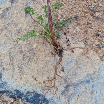 Hypericum perforatum (St John's Wort) at Isaacs Ridge and Nearby - 9 Jun 2023 by Mike