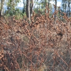 Hypericum perforatum at Jerrabomberra, ACT - 9 Jun 2023 02:41 PM