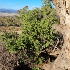 Lycium ferocissimum (African Boxthorn) at Isaacs Ridge - 9 Jun 2023 by Mike
