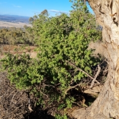 Lycium ferocissimum (African Boxthorn) at Isaacs Ridge and Nearby - 9 Jun 2023 by Mike