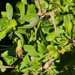 Lycium ferocissimum at Jerrabomberra, ACT - 9 Jun 2023