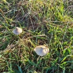 zz agaric (stem; gills not white/cream) at Isaacs Ridge and Nearby - 9 Jun 2023 by Mike