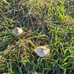 Unidentified Cap on a stem; gills below cap [mushrooms or mushroom-like] at Isaacs, ACT - 9 Jun 2023 by Mike