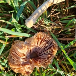 zz agaric (stem; gills not white/cream) at Isaacs Ridge and Nearby - 9 Jun 2023 03:02 PM