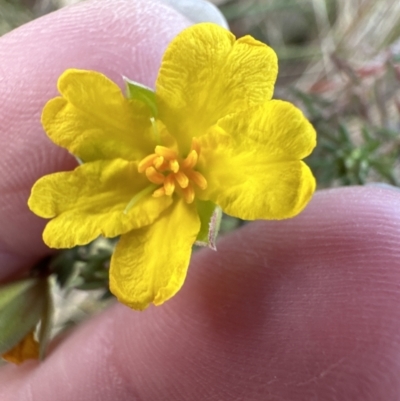 Hibbertia calycina (Lesser Guinea-flower) at Aranda Bushland - 9 Jun 2023 by lbradley