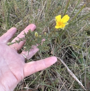 Hibbertia calycina at Yarralumla, ACT - 9 Jun 2023