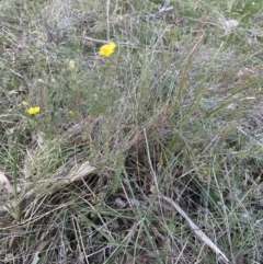 Hibbertia calycina at Yarralumla, ACT - 9 Jun 2023