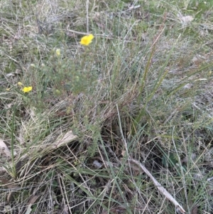 Hibbertia calycina at Molonglo Valley, ACT - 9 Jun 2023